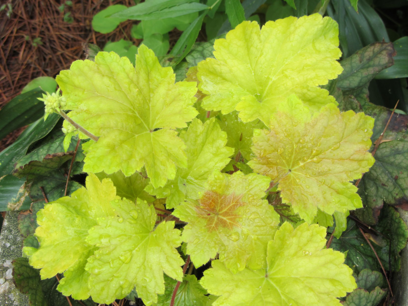 MAY heucheras.JPG